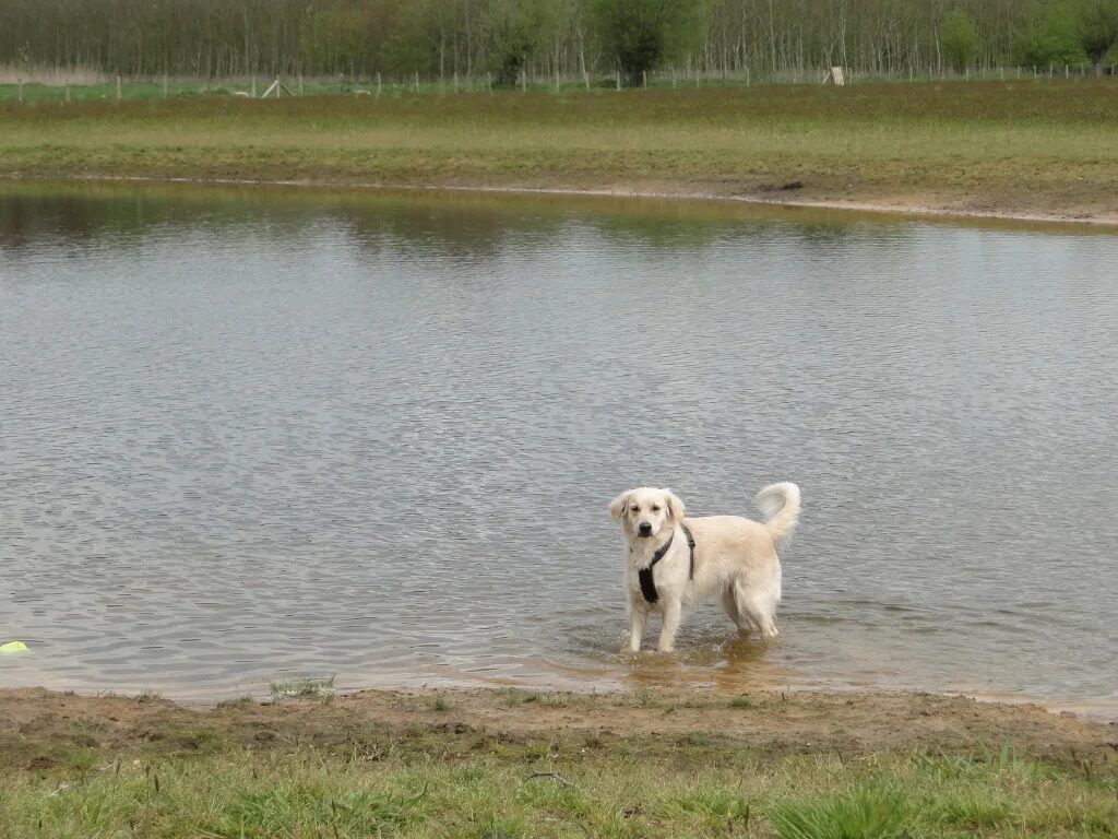 Pré de chien Ryckevelde