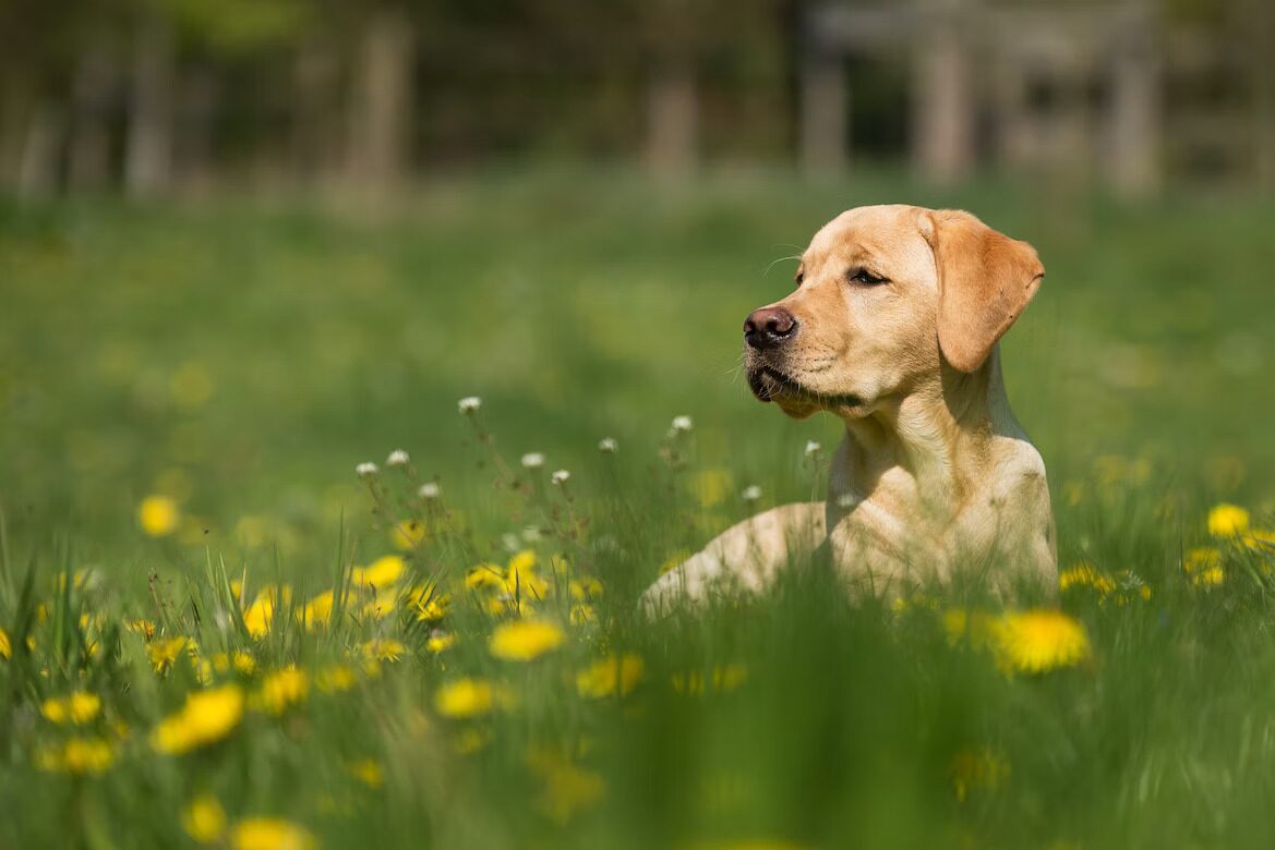 Dog meadow Zedelgem