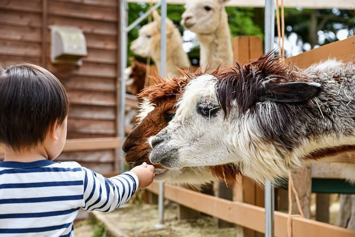 kinderboerderij