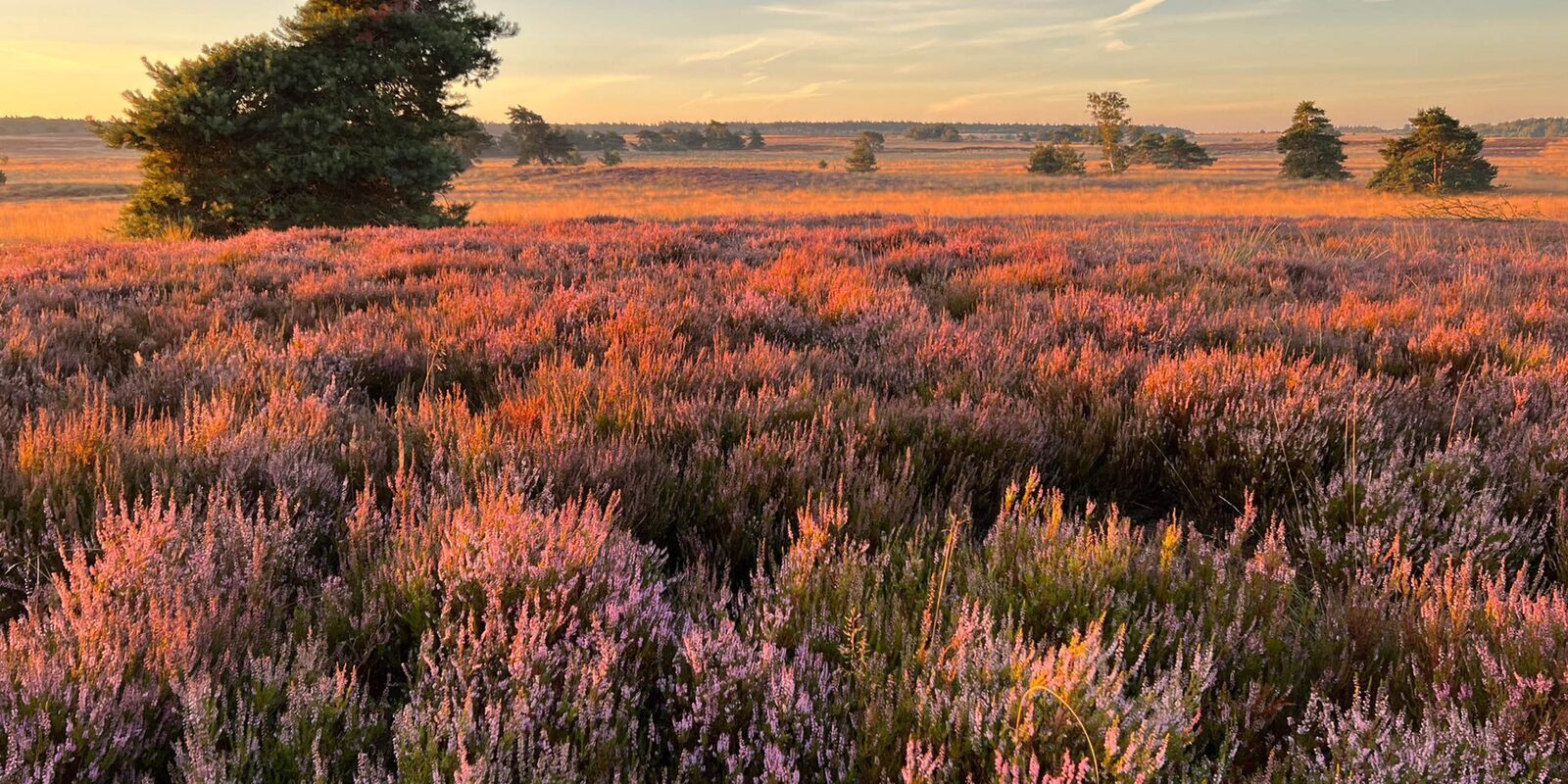 Fietsvakantie op de Veluwe