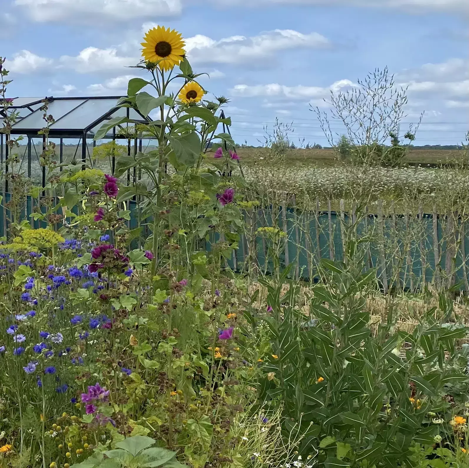 Vegetable garden