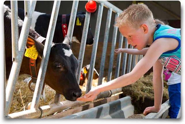 Cheese and experience farm de Deelen