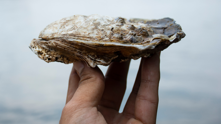 oesters rapen yerseke