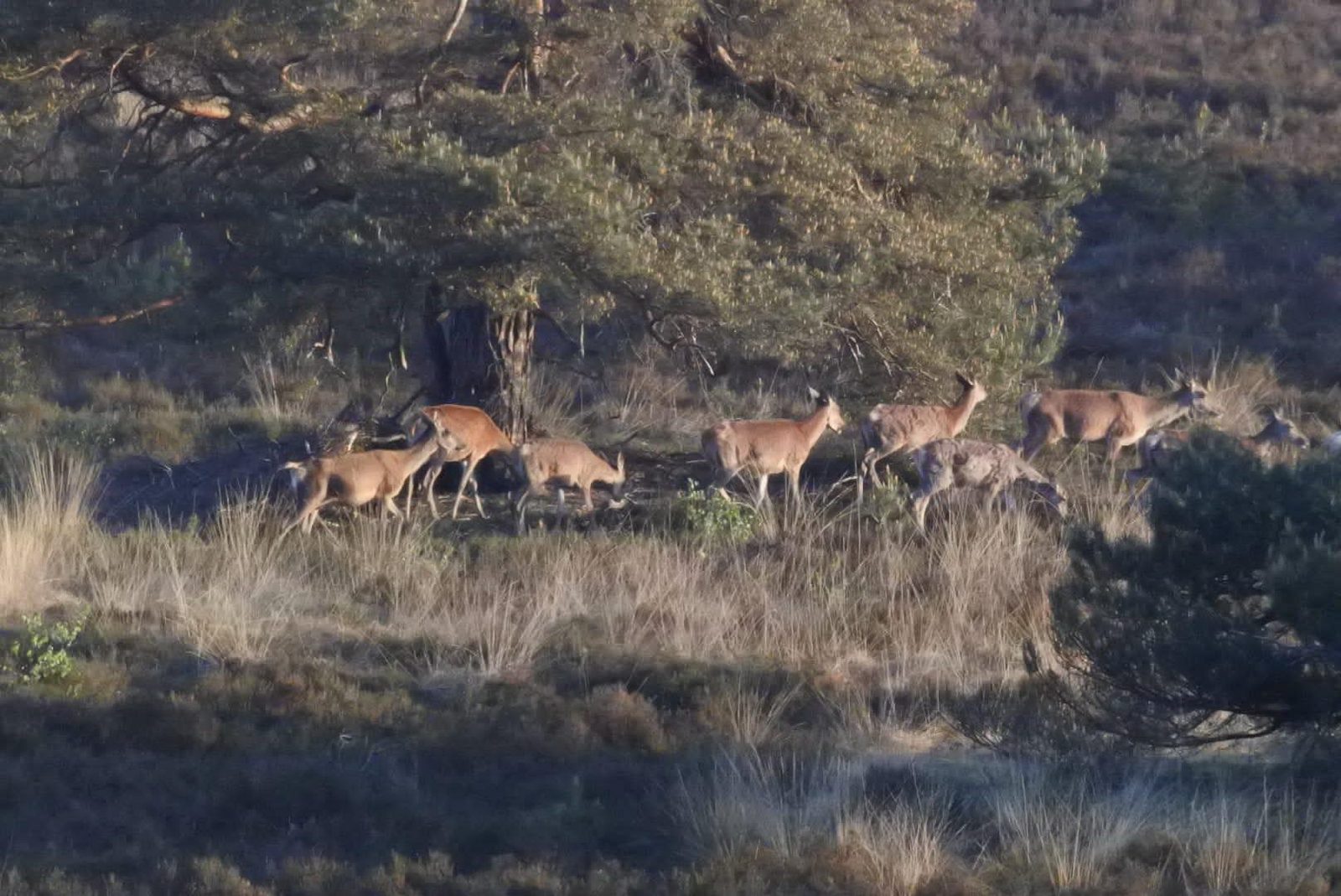 Deer in the forest in Epe