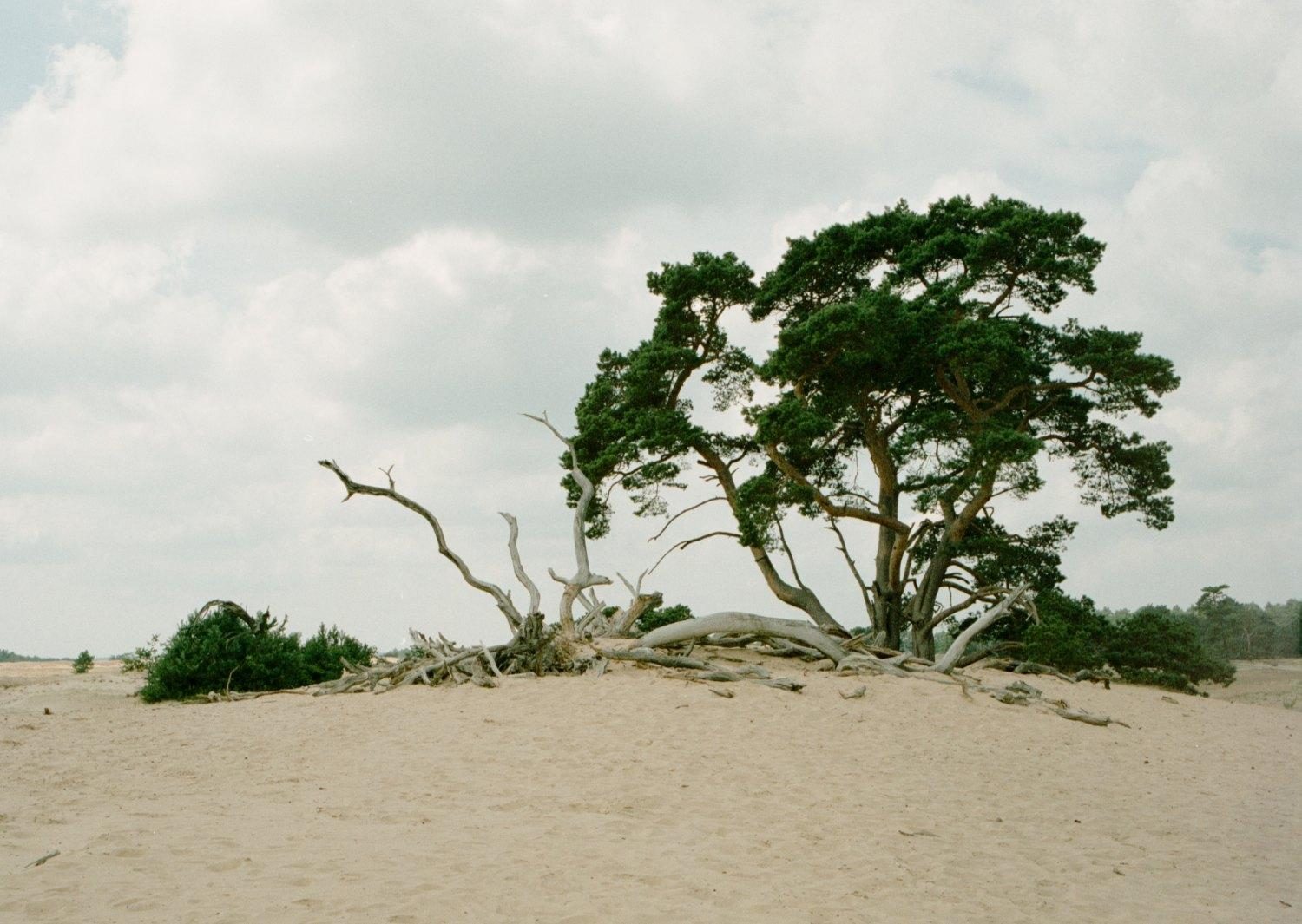 De mooiste plekken op de Veluwe