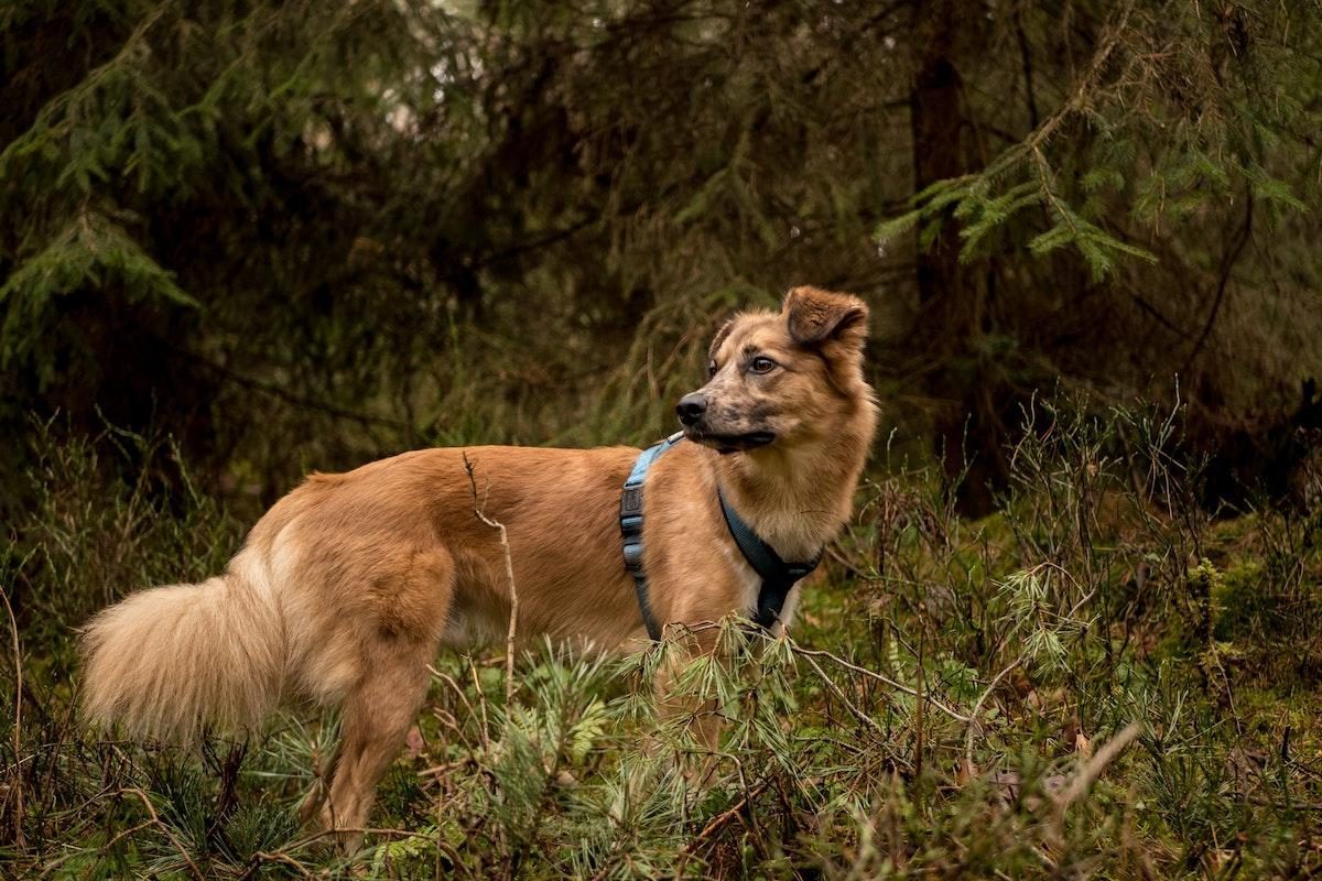 Dog in the forest