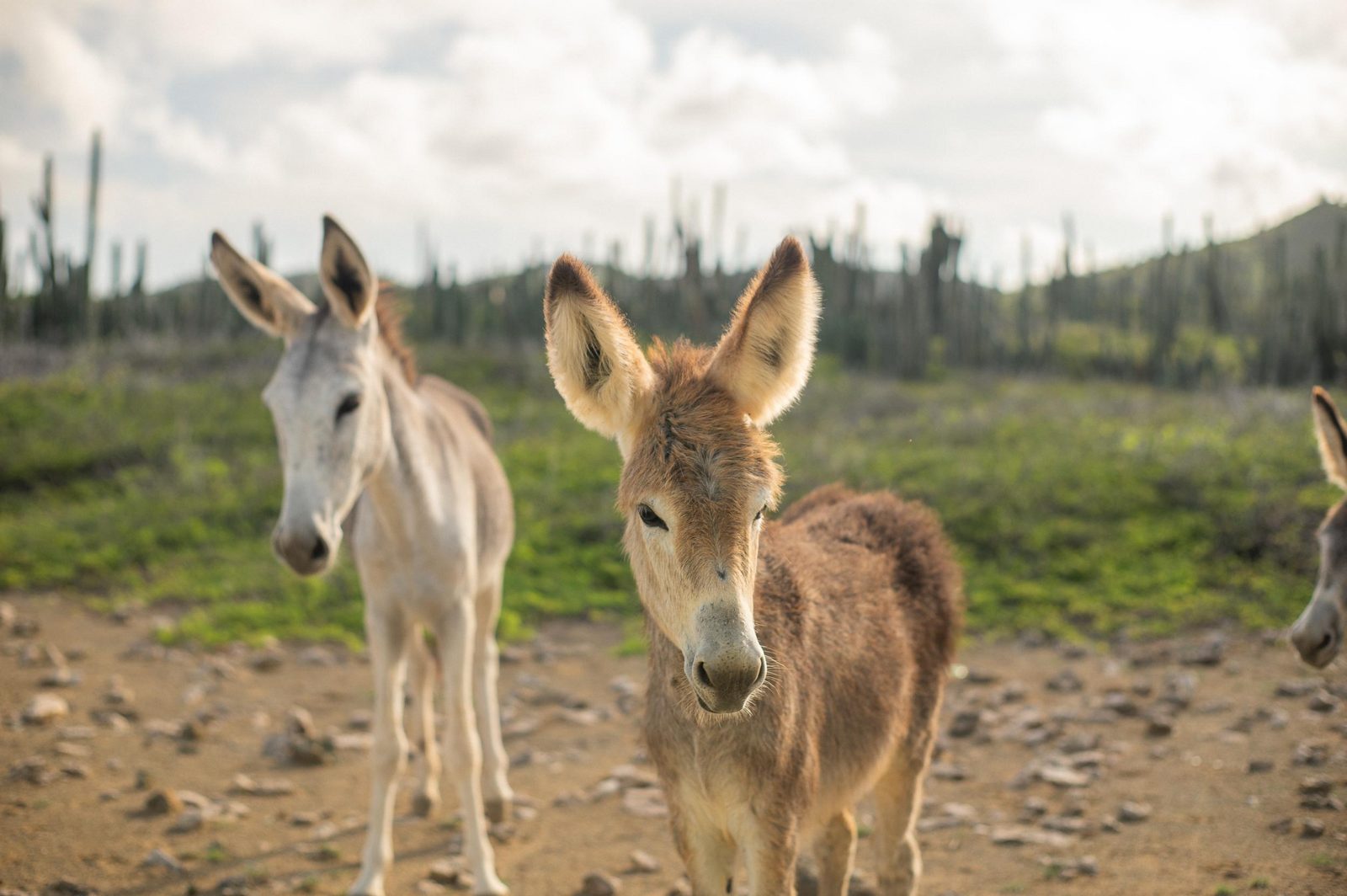 Donkey Sanctuary