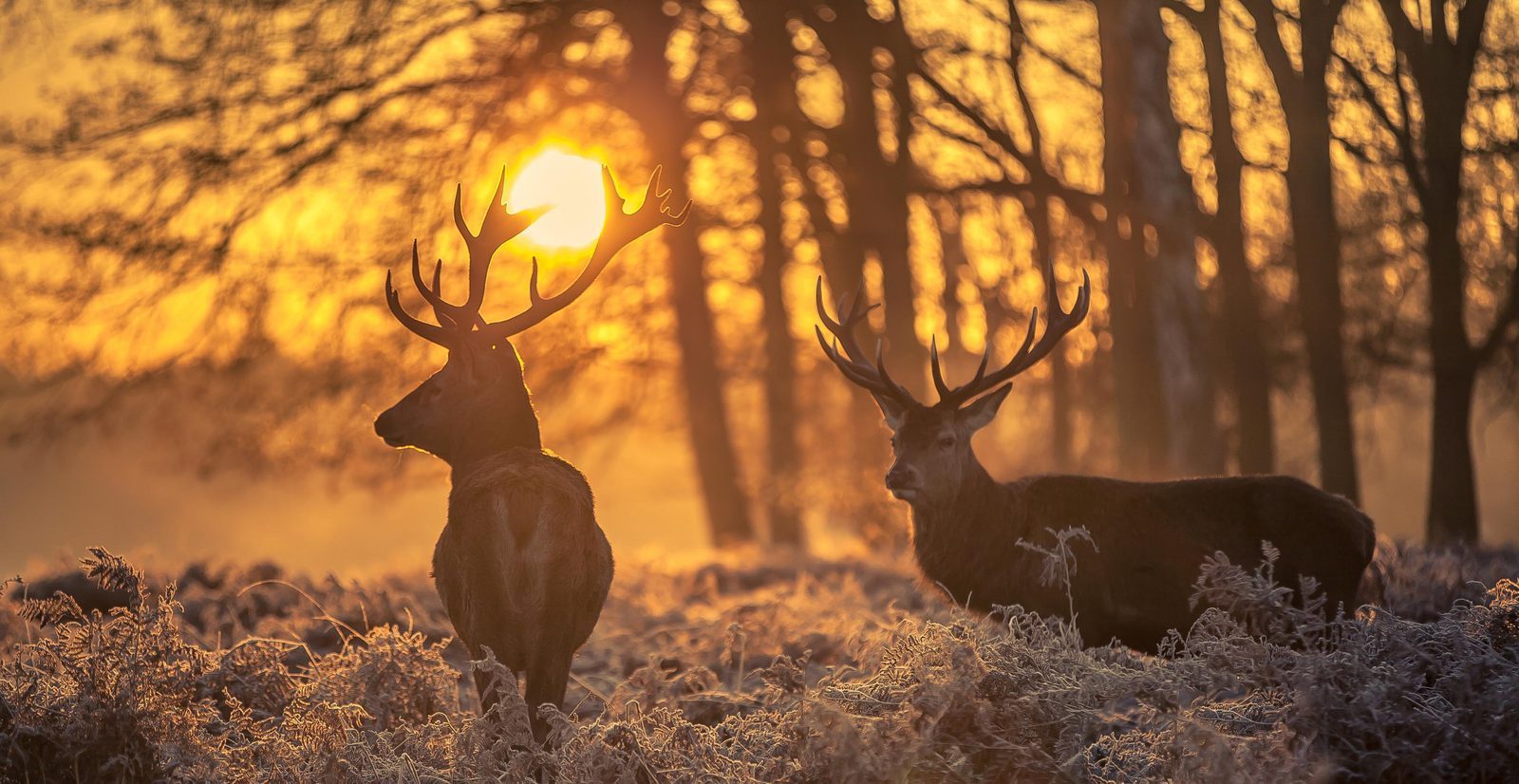 Wildspotten op de Veluwe