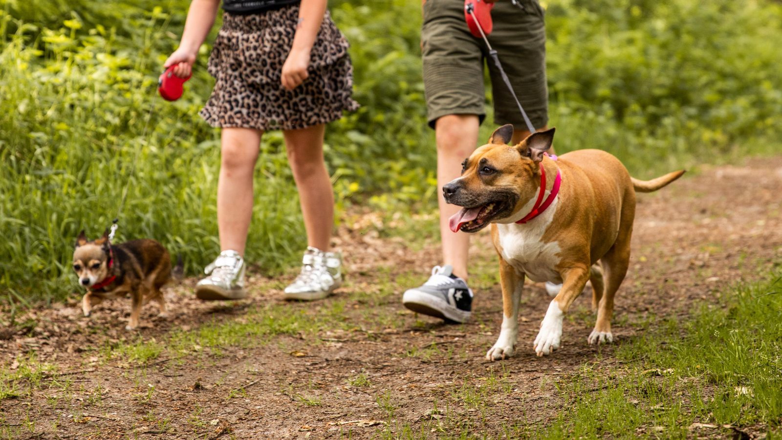 Vacation park Utrecht with dog