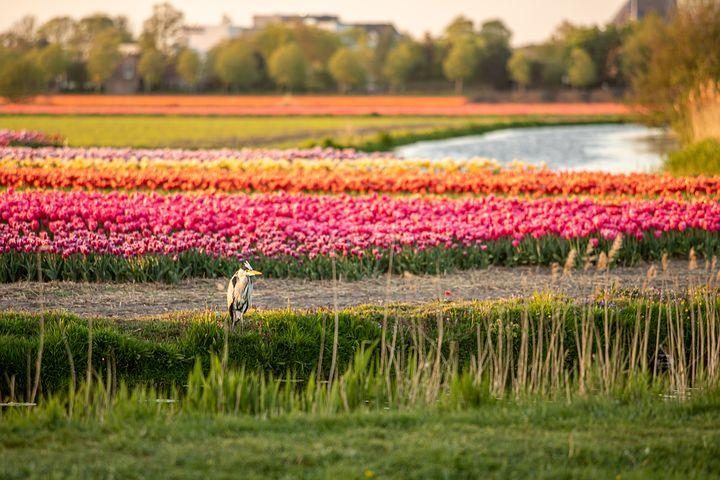 Flowering Zijpe