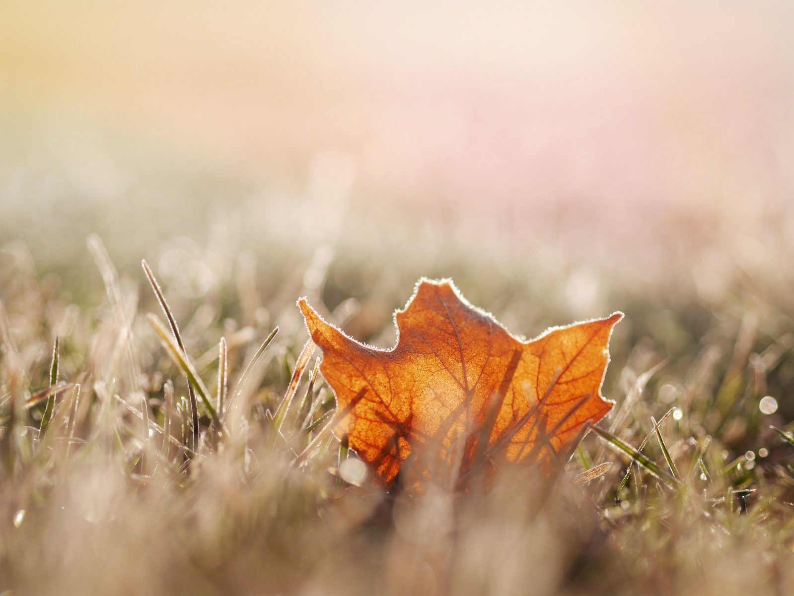 Autumn in Schoorl