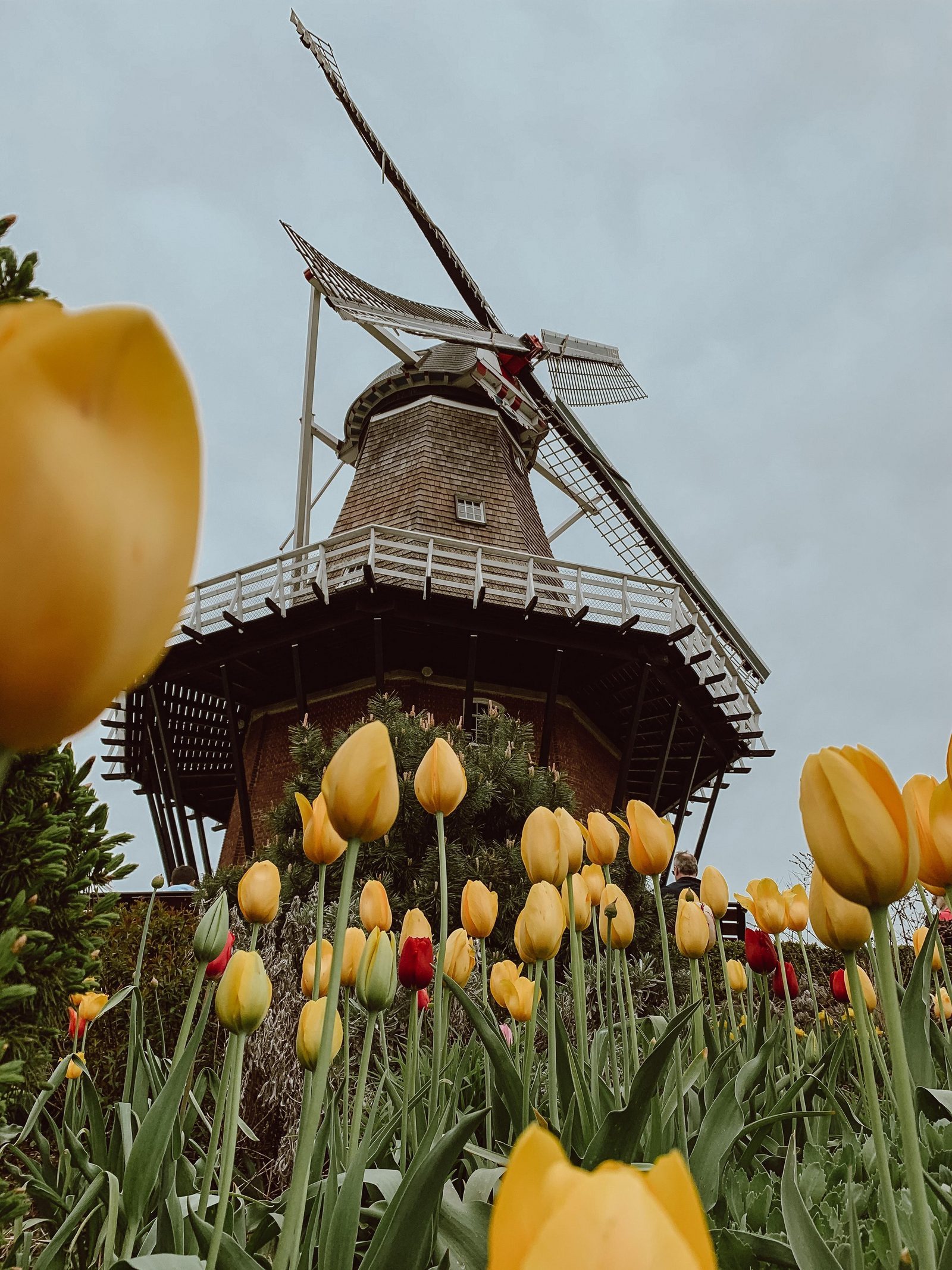 Droomvilla Vakantiehuizen Header the Netherlands