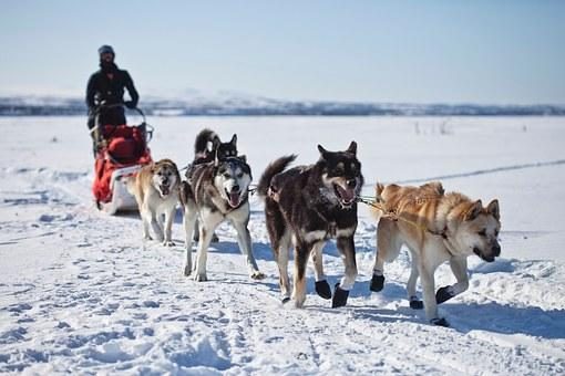 Dog sledding