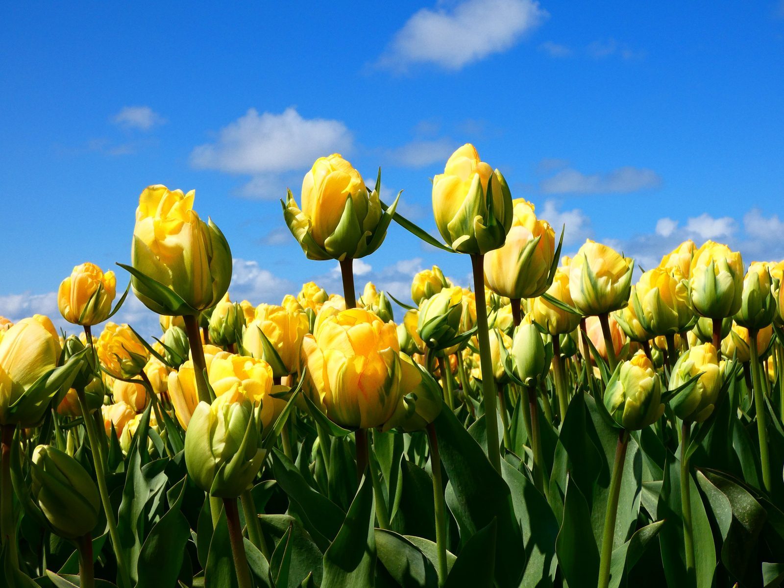 Tulips