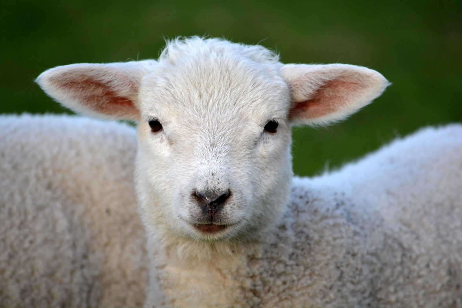 Op zoek naar de herder en de kudde 