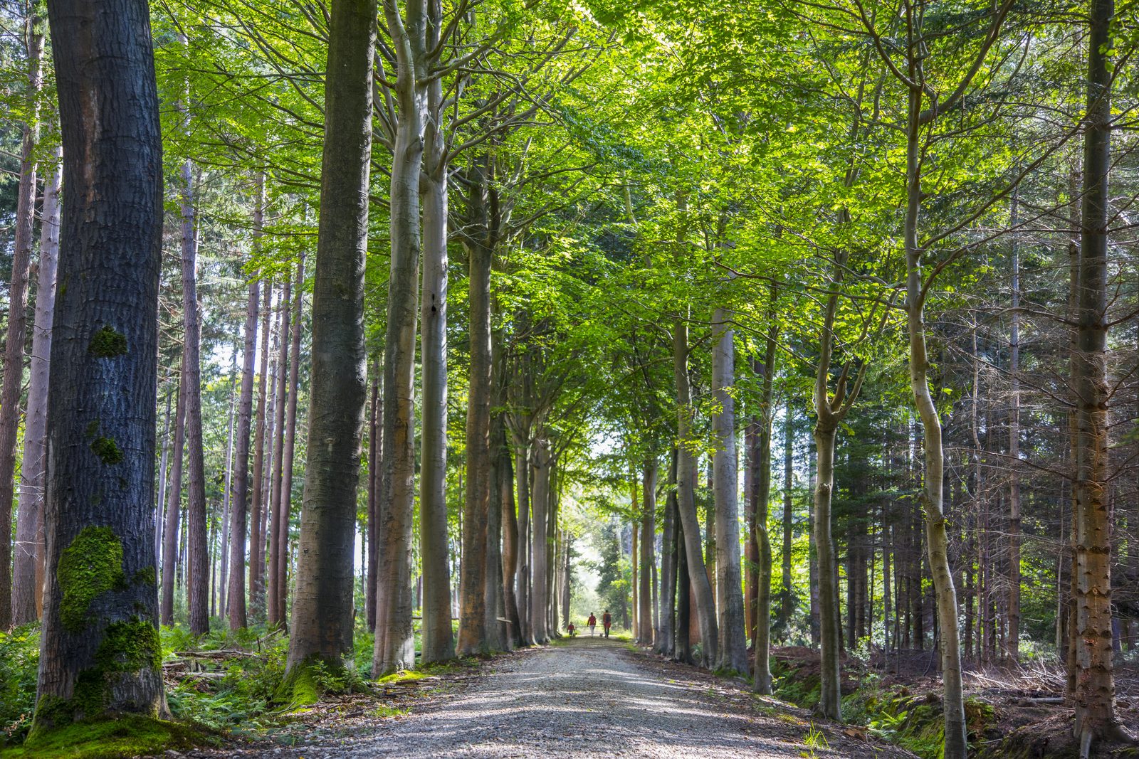  Theaterspaziergang 'Der Fuchs... im Wald!'