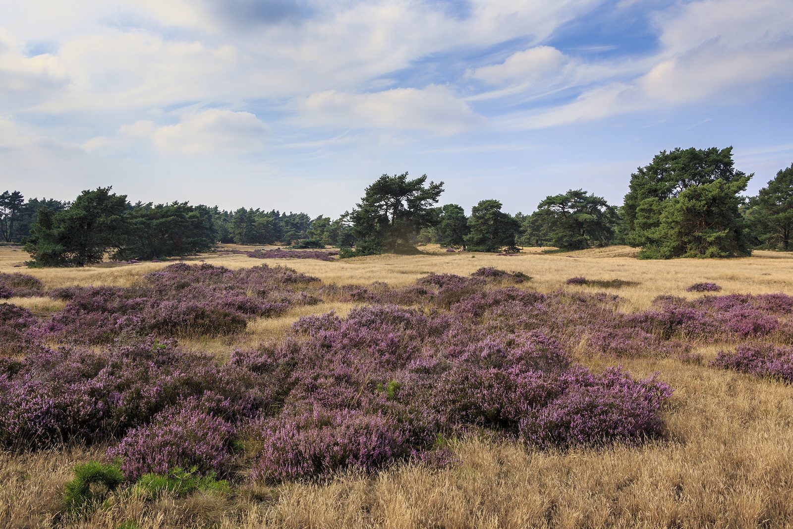 50-plus campsite Veluwe