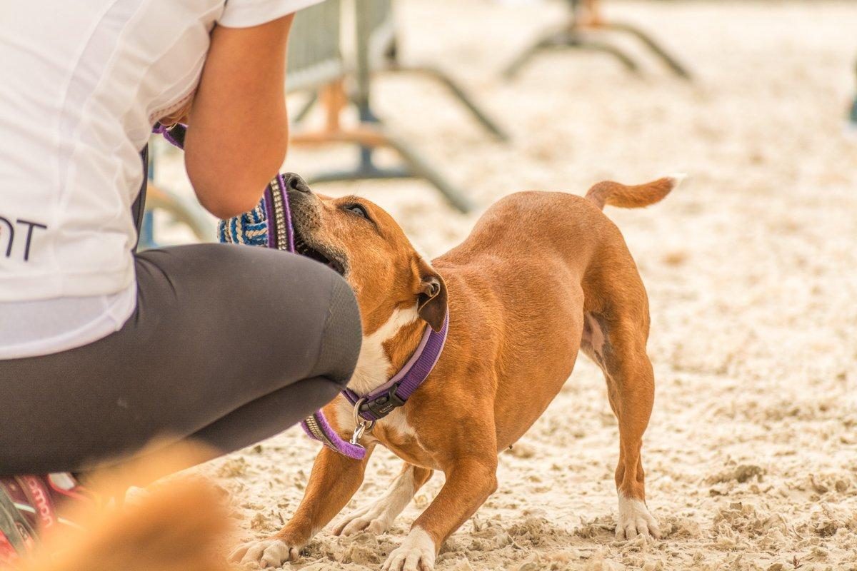 World Agility Ermelo