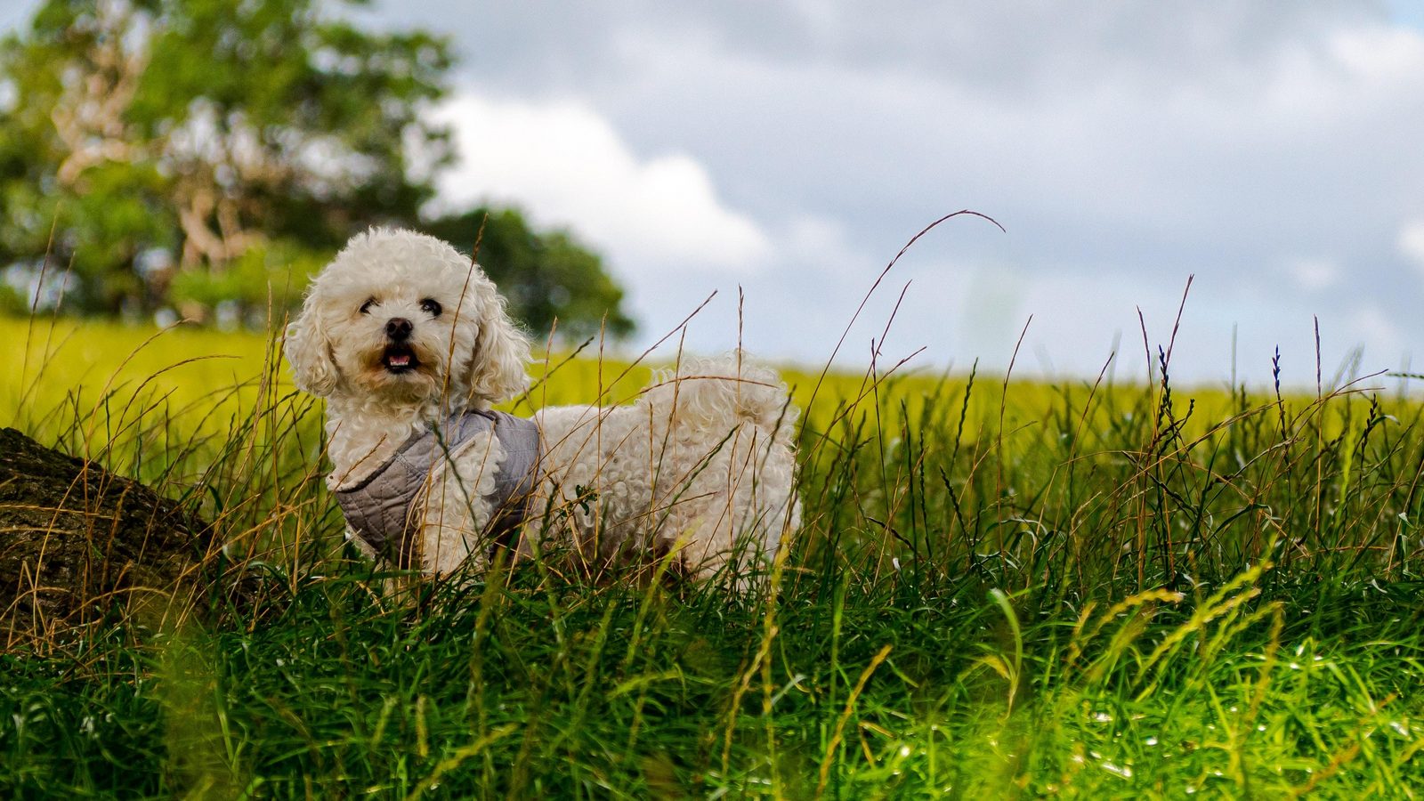 Hundespielwiese Blankenberge