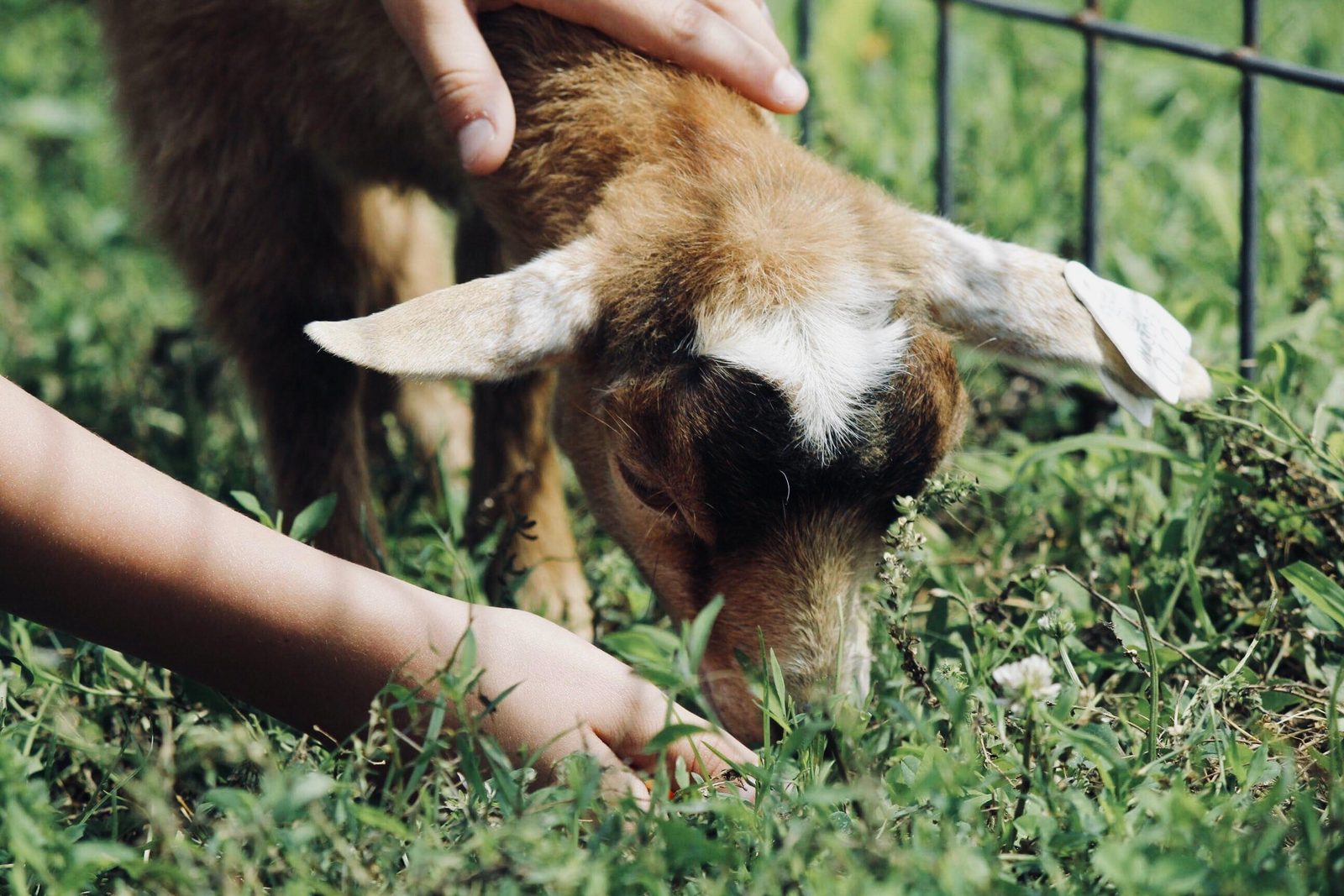 Children’s farm ‘De Lenspolder’