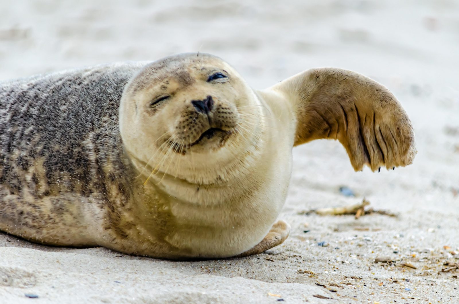 Zeehonden Discovery