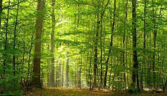 Het Engelandsche Bos