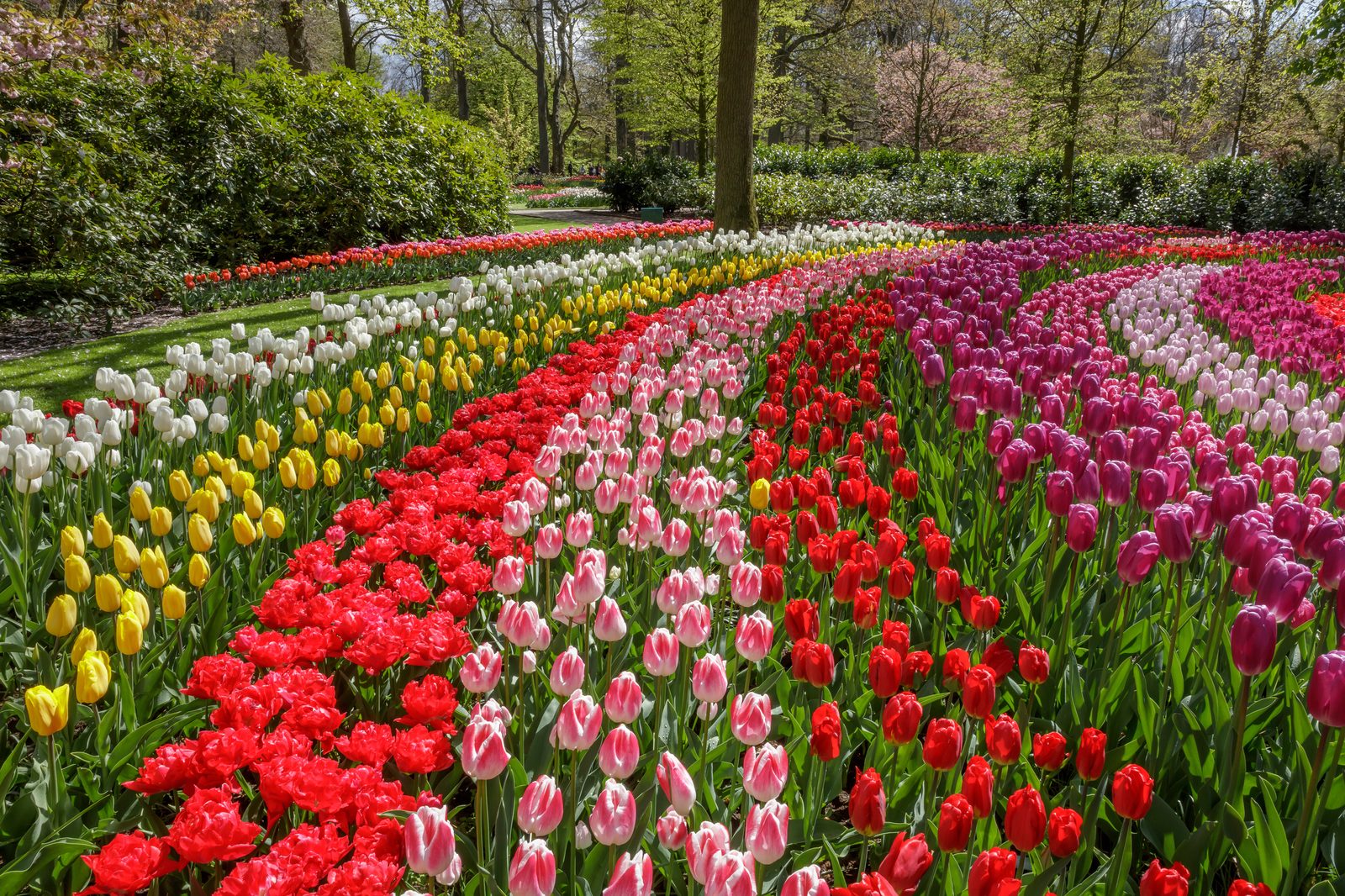 Keukenhof