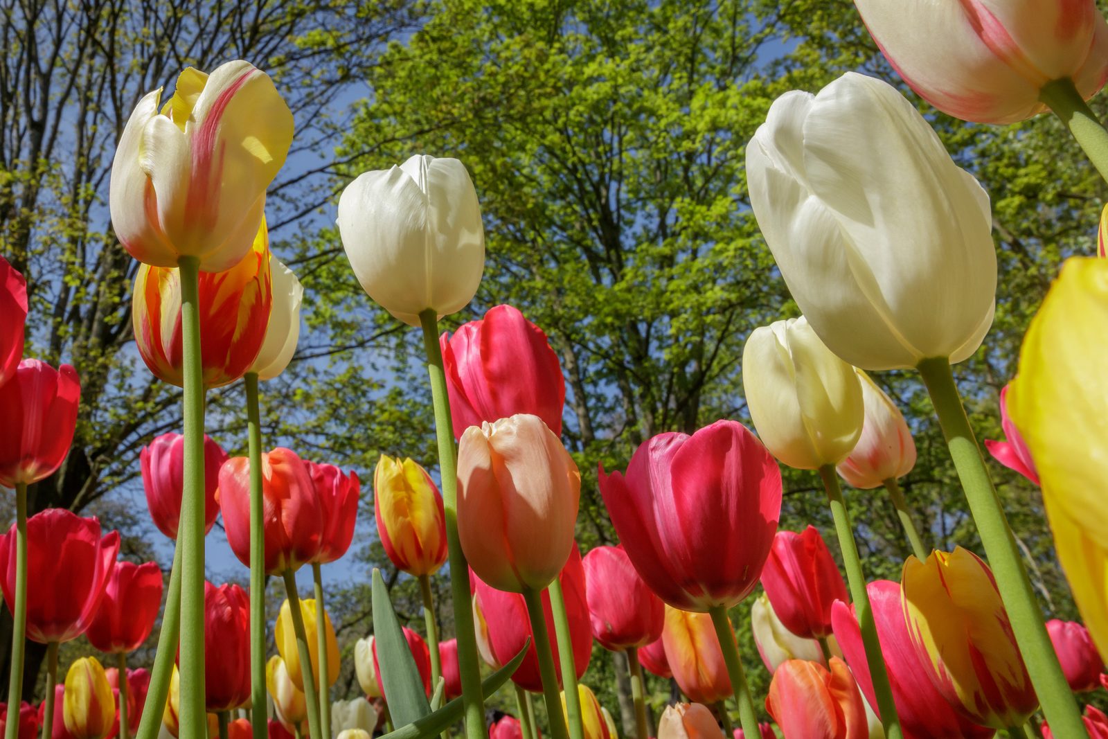 Keukenhof