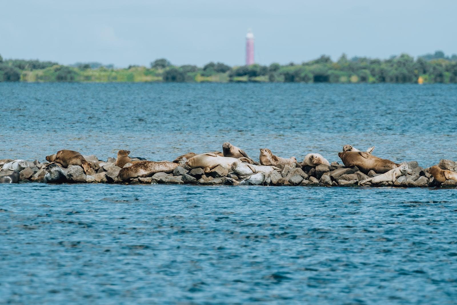 Spot seals 