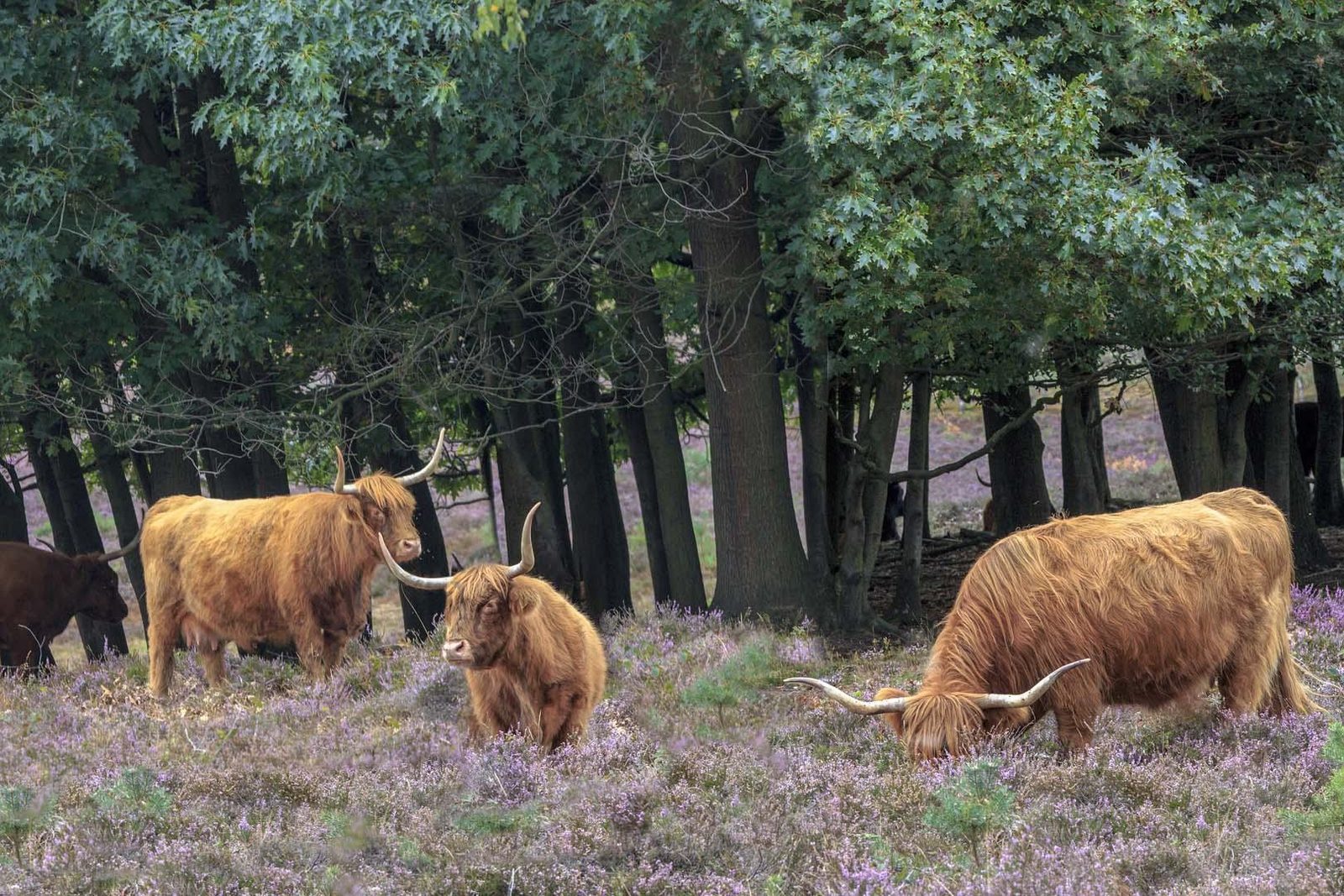 Discover the Veluwe