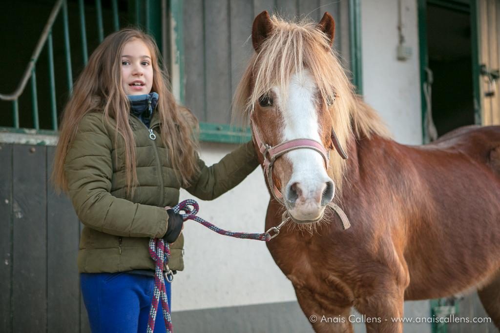 Paarden