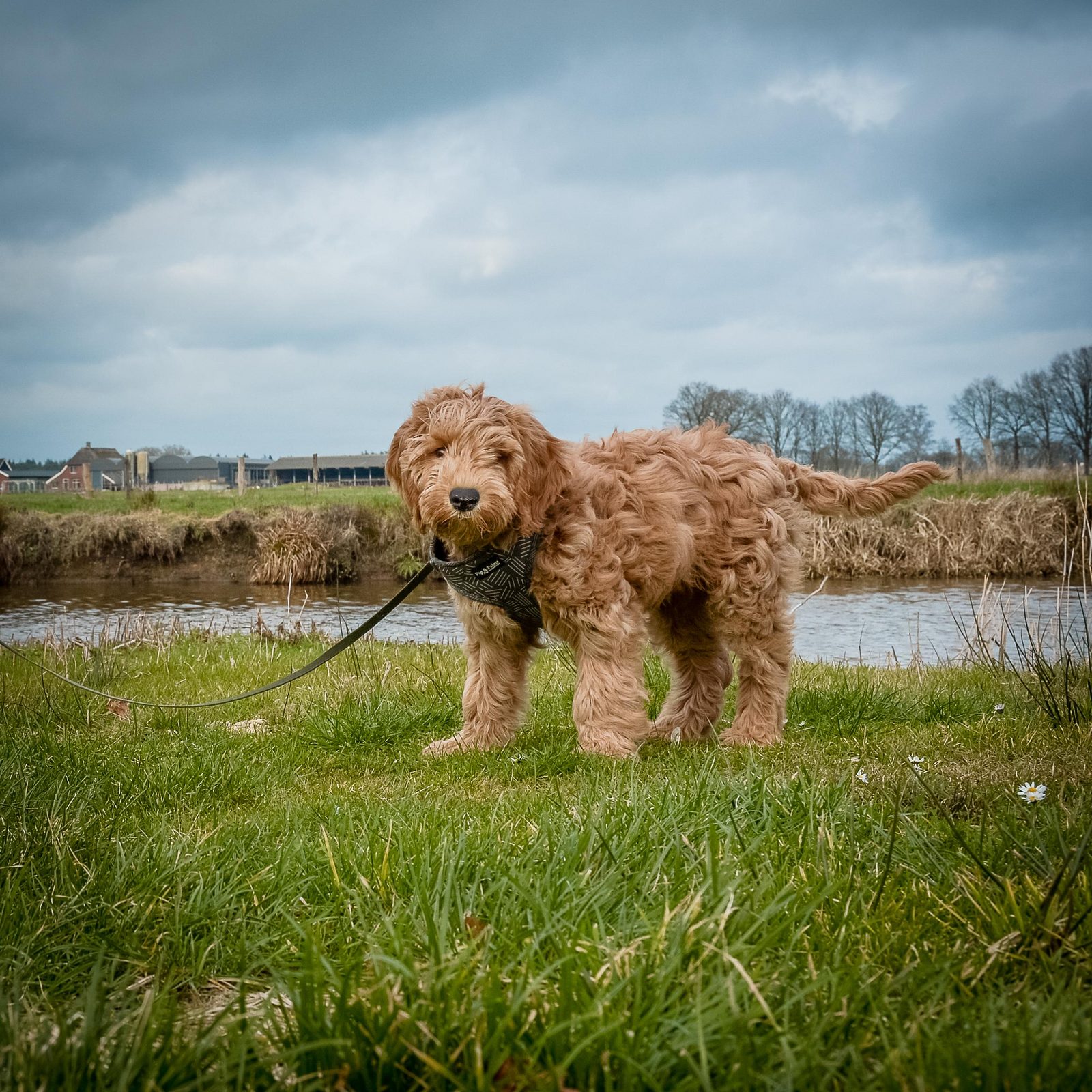 Vakantie met hond Nederland