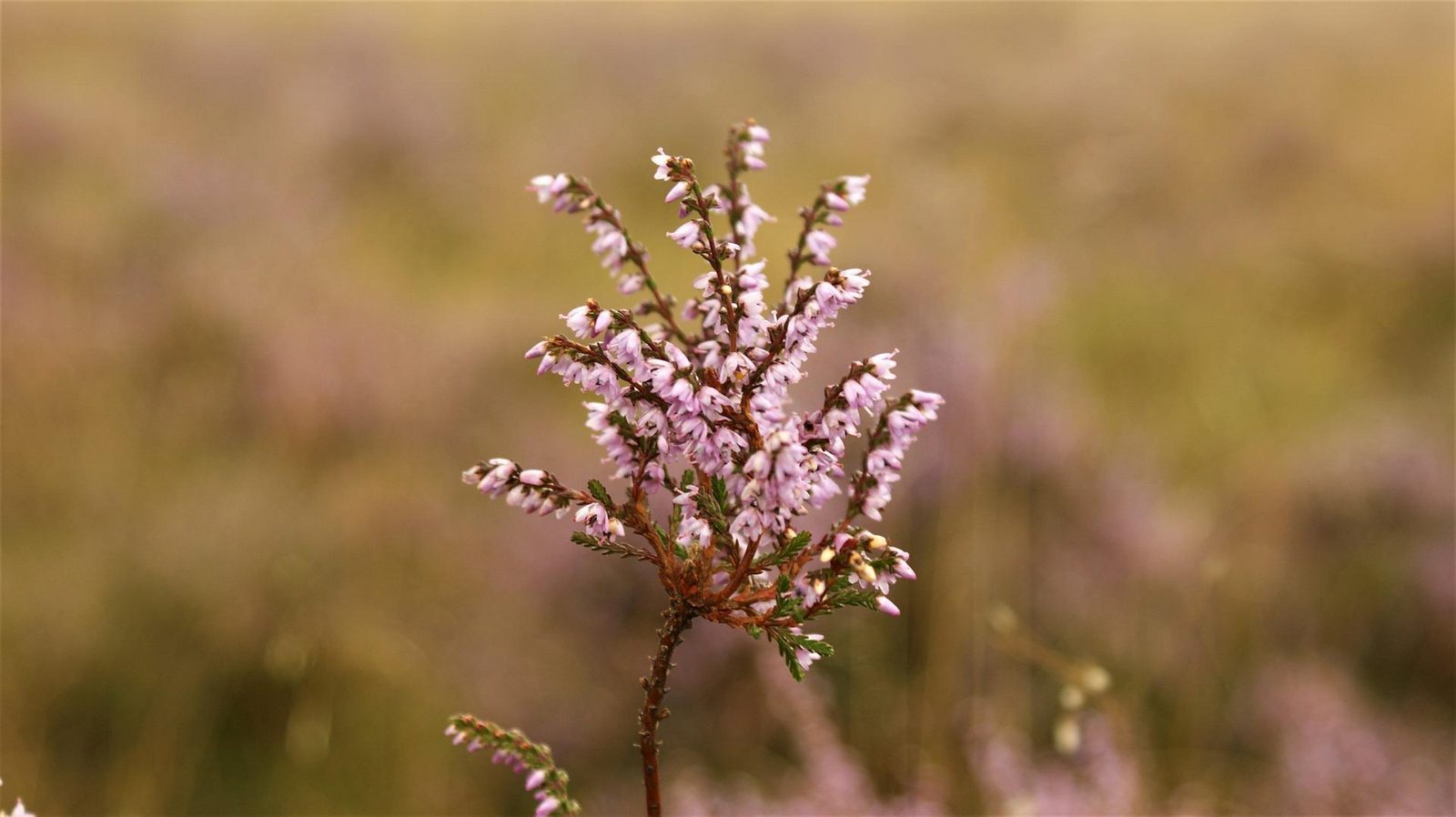 Hijkerveld