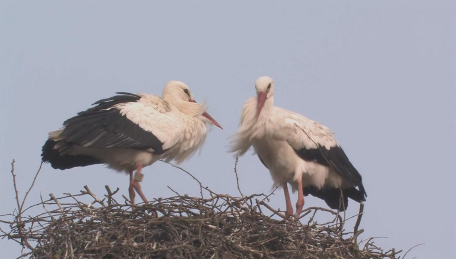 Storks in spring