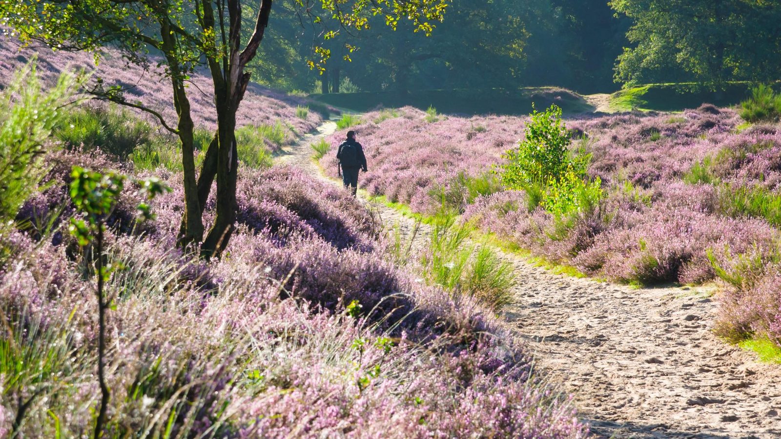 Veluwse Wandeldagen