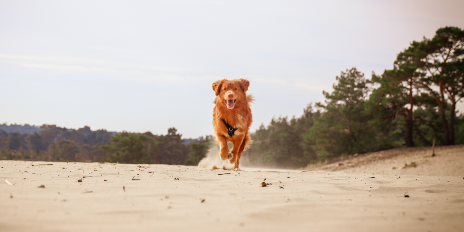 Vacation in the Netherlands with a dog