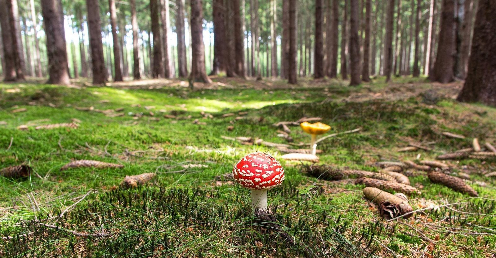 Herbst in Drenthe