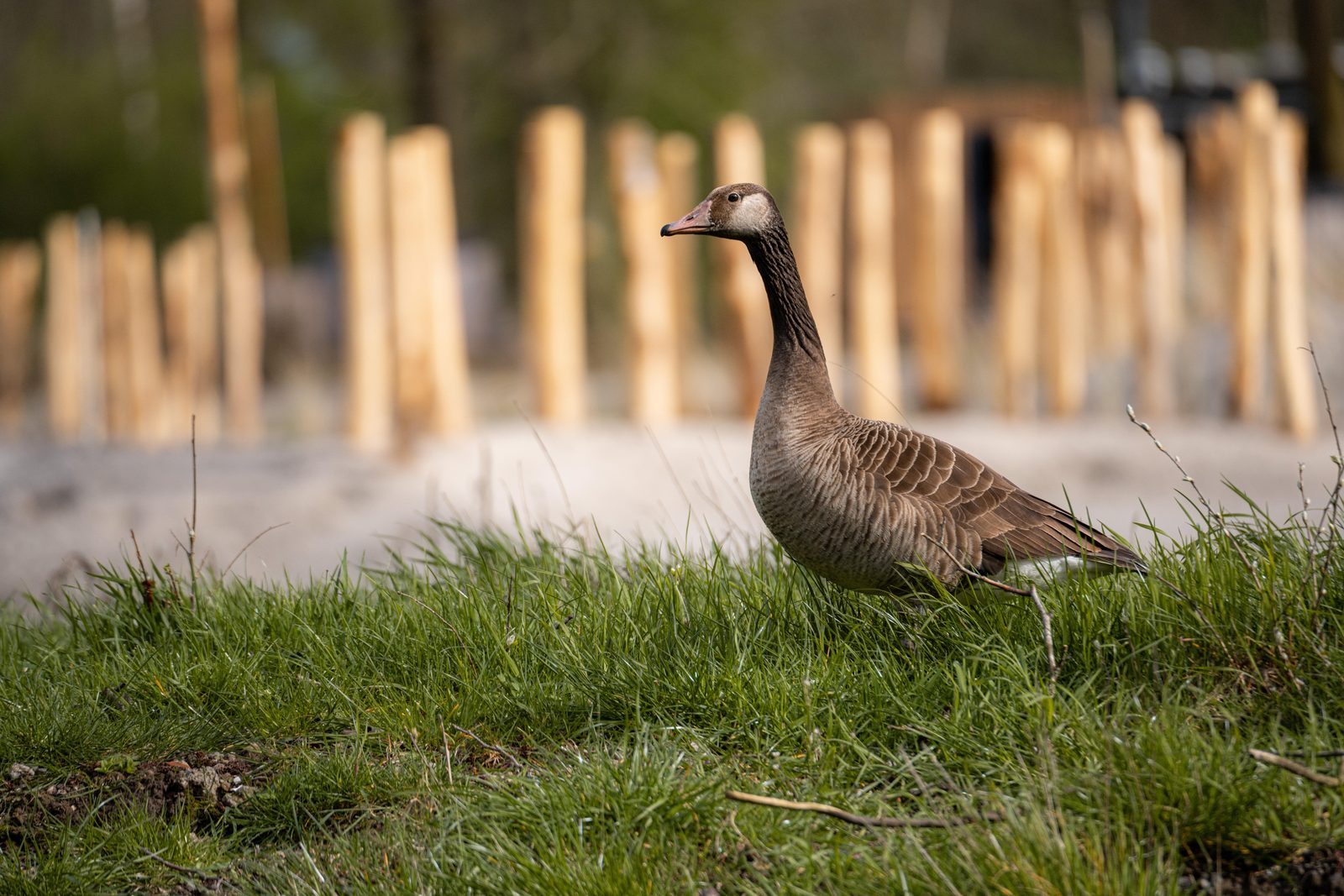 Pinksteren Flevoland