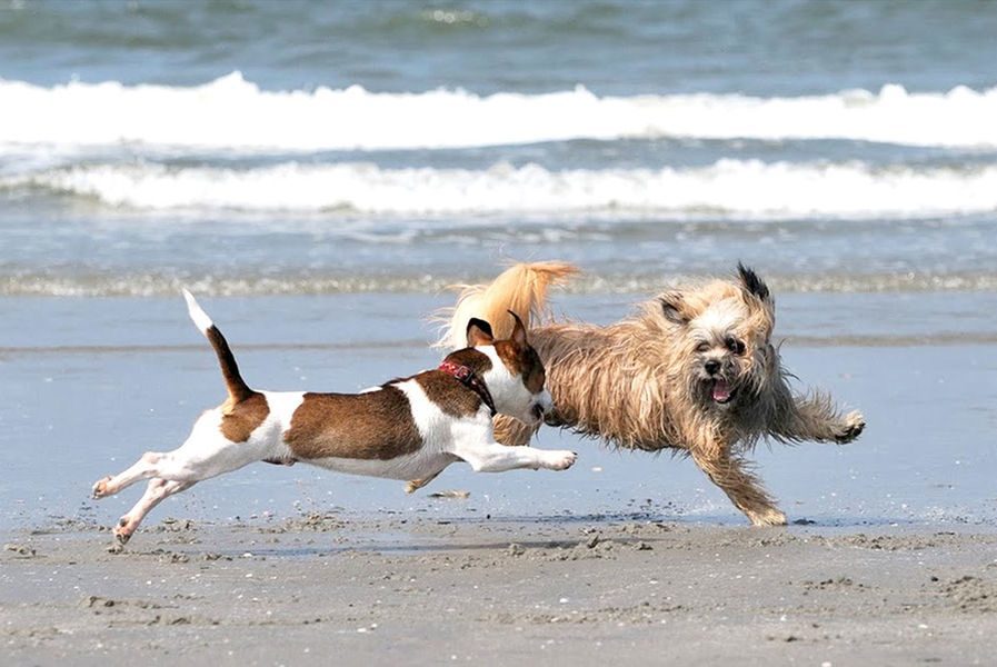 	
Holiday home Zeeland with dog