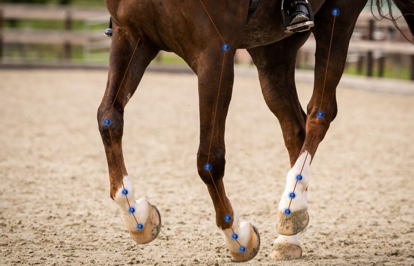 Equine Gait Analysis under the saddle