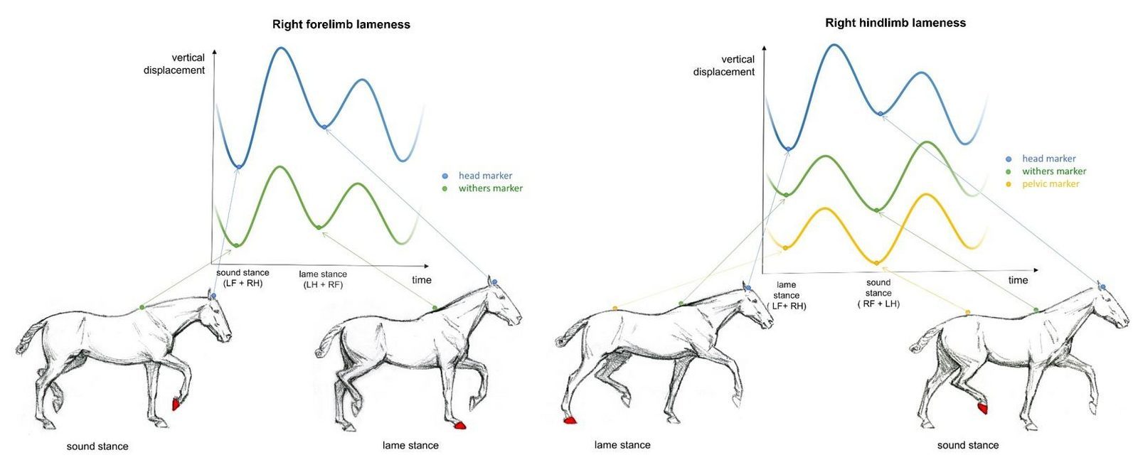 Equine Gait Analysis Society (EGAS)