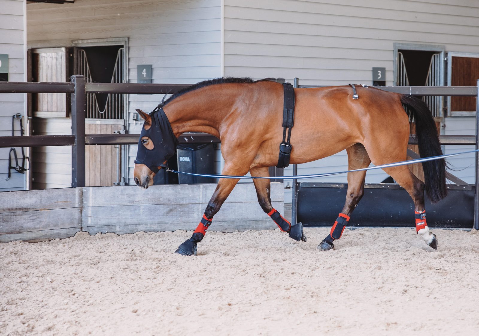 Objectieve bewegingsanalyse bij paarden