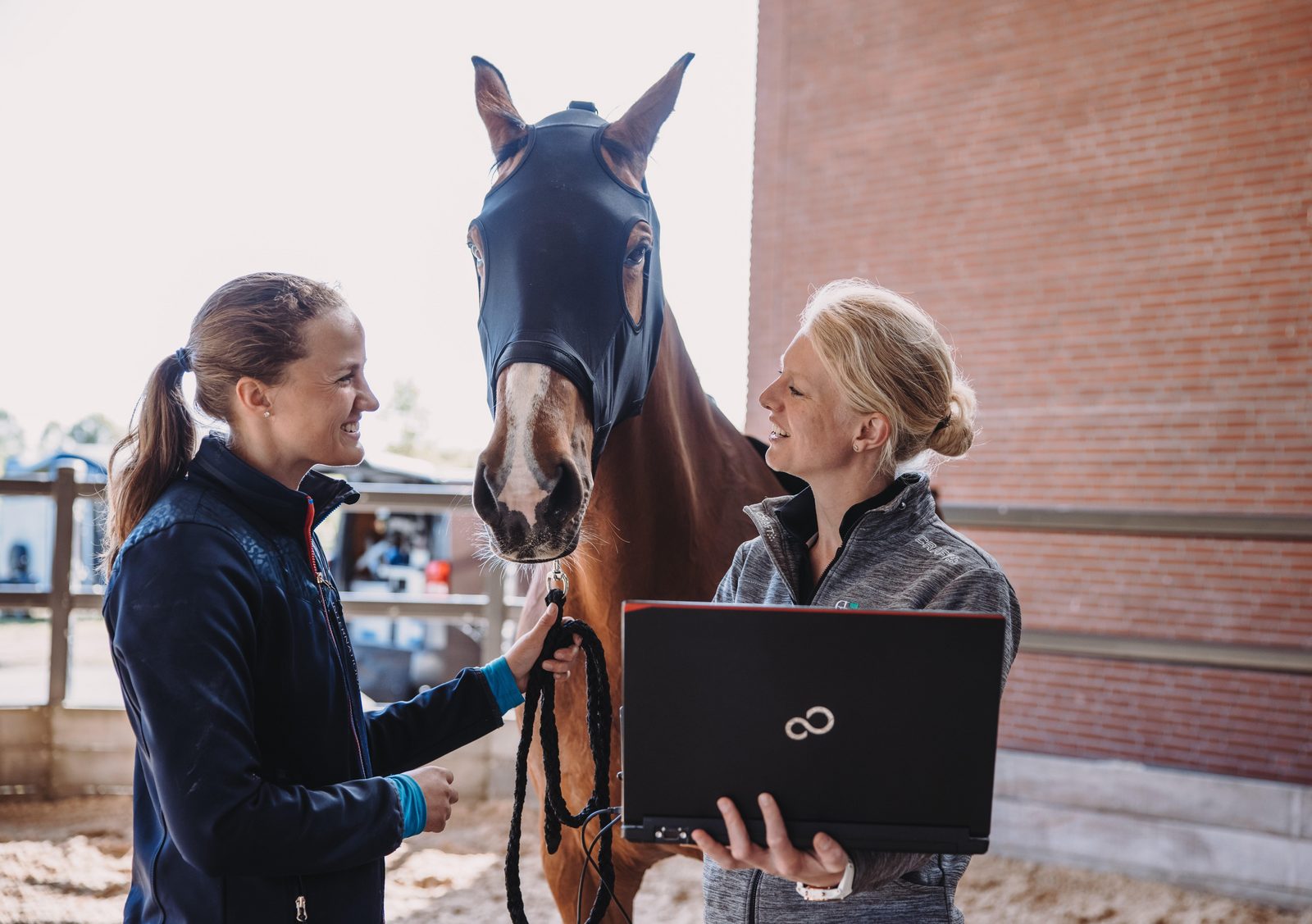 Chiropractie bij paarden