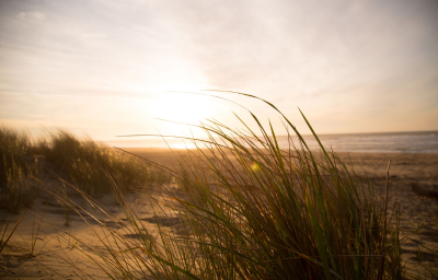 Duinen strand