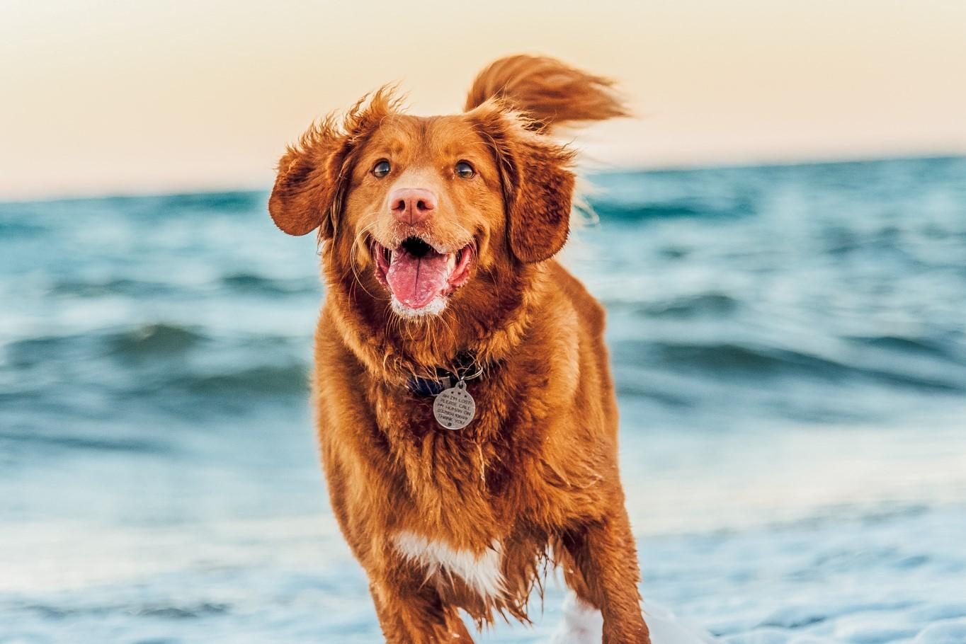 Hond die loopt op het strand dicht bij een Residentie van Holiday Suites