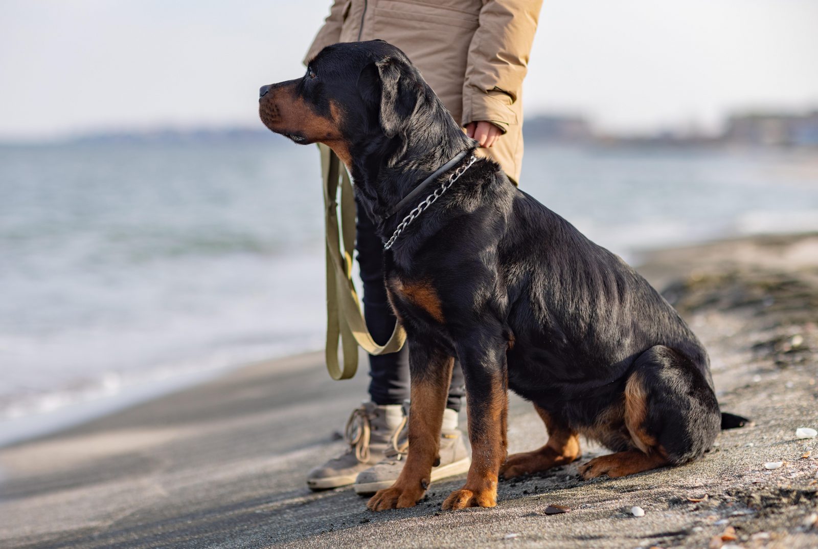 Hond op het strand in de buurt van Holiday Suites