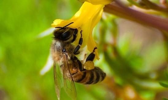 Veluwemeer honey