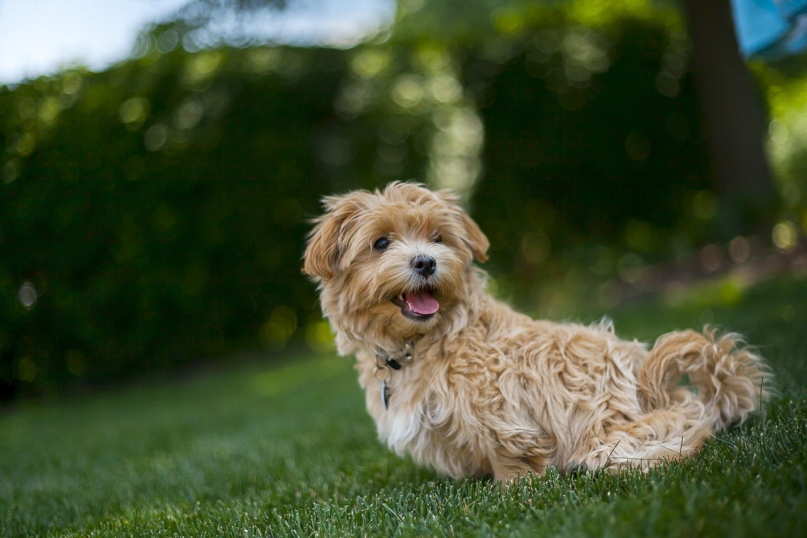 Vakantie Nederland met hond