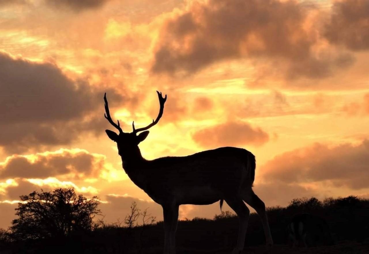 De Amsterdamse waterleidingduinen