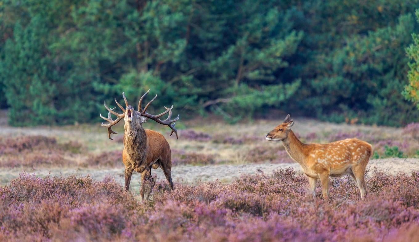 Veluwe